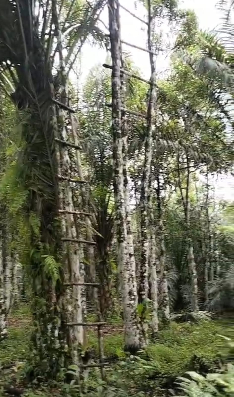 Agarwood Plantation
